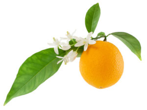 Picking choice garden orange tree