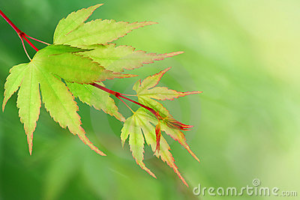 The cost of growing Japanese maple trees