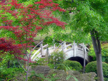 The need of sunlight for Japanese maple trees