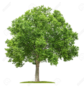 Growing Trees for Shade