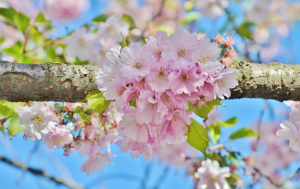 Many Types of Cherry Trees