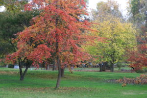 Starting an Orchard