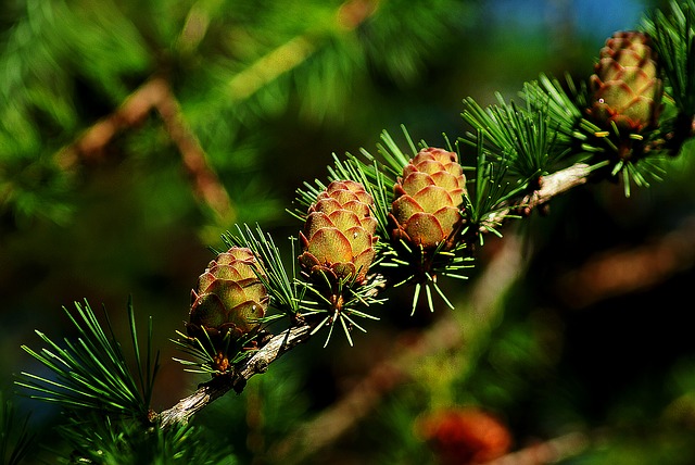 How to plant trees