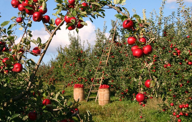 How to plant fruit trees