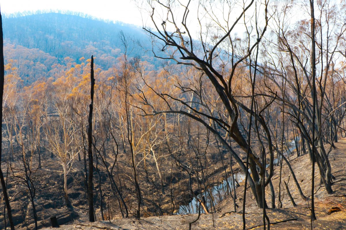 Australia Bush Fires Devastate Vast Areas of Forests in 2020